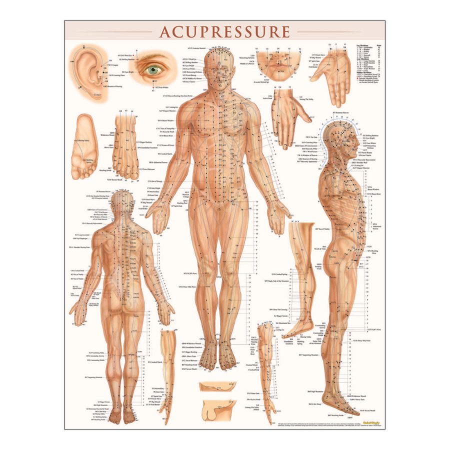 QuickStudy Human Anatomical Poster English Acupressure 28 x 22 - Office ...