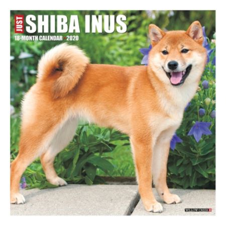 Shiba Inz Shiba Inu Wonderful Watchdog Or Fabulous