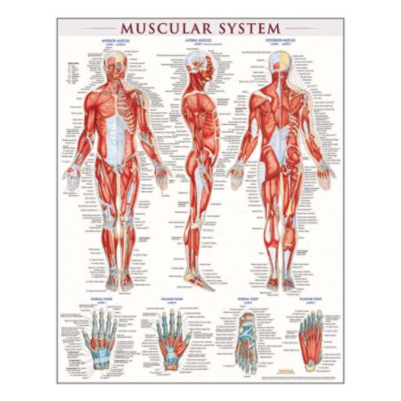 QuickStudy Human Anatomical Poster English Muscular System 28 x 22 ...